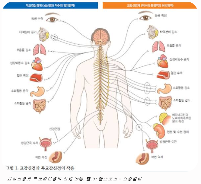 이유 없는 피로와 불면증, 자율신경계 균형을 되찾는 생리학적 회복 솔루션